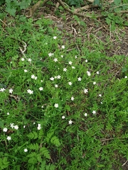 Rabelera holostea