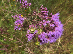Chromolaena pulchella
