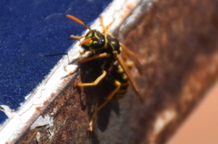 Polistes dominula