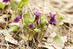 Viola odorata