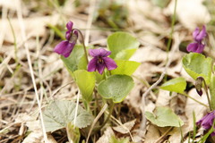 Viola odorata