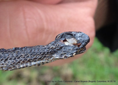 Atractus crassicaudatus