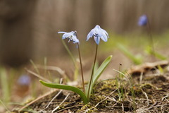 Scilla siberica