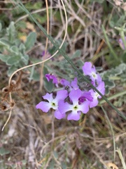 Matthiola tricuspidata