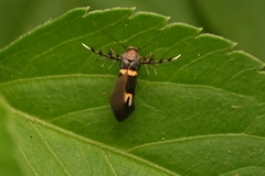 Stathmopoda xanthomochla