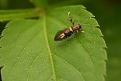 Stathmopoda xanthomochla