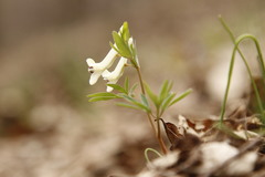 Corydalis