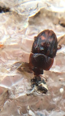 Stelidota geminata