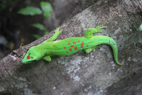 Madagascar Giant Day Gecko