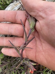 Castilleja pruinosa