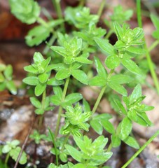 Cruciata glabra