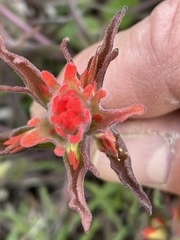 Castilleja pruinosa