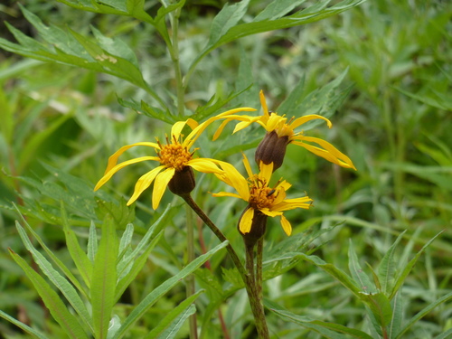 Ligularia dentata