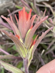 Castilleja pruinosa