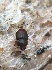 Stelidota geminata