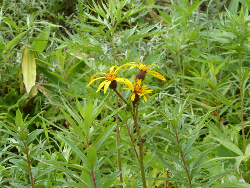 Ligularia dentata