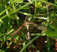 Tipula vittata