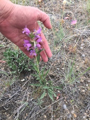 Penstemon eriantherus