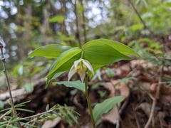 Disporum smilacinum