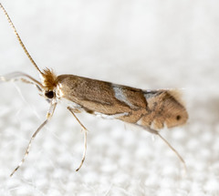 Phyllonorycter aeriferella