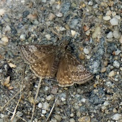 Erynnis brizo