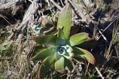 Dudleya palmeri