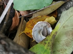 Pseudiberus tectumsinense tectumsinense