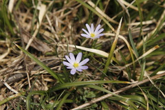 Anemonoides caucasica