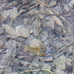 Austropotamobius pallipes