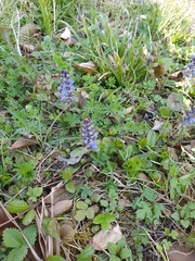 Ajuga reptans