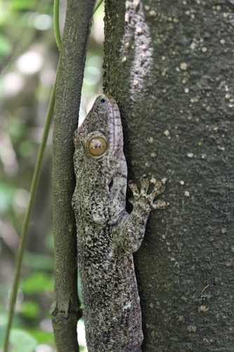 Madagascar Velvet Gecko