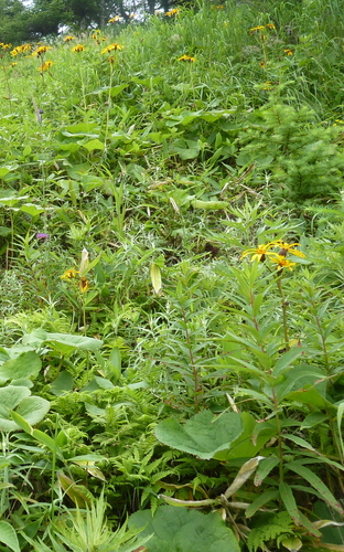 Ligularia dentata
