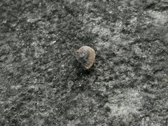 Pseudiberus tectumsinense tectumsinense