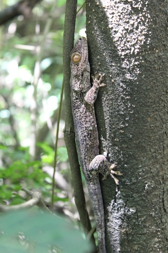 Madagascar Velvet Gecko