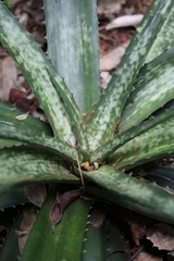 Aloe ankaranensis image