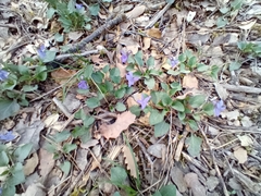 Viola rupestris
