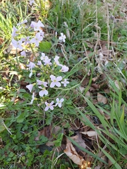 Cardamine pratensis