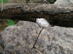 Schizophyllaceae