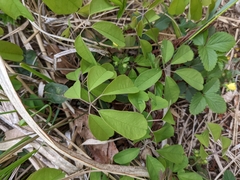 Akebia × pentaphylla