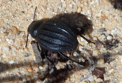 Pimelia costata