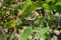 Lactista gibbosus