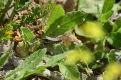 Lactista gibbosus