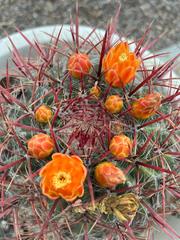 Ferocactus pilosus