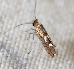 Phyllonorycter aeriferella