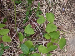 Akebia trifoliata