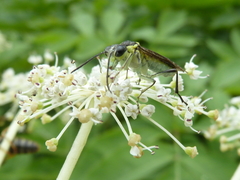 Tenthredo finschi