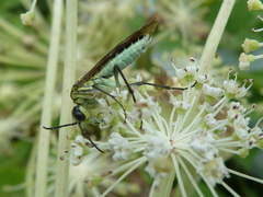 Tenthredo finschi
