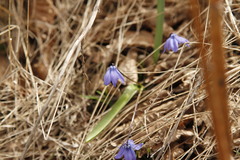 Scilla siberica