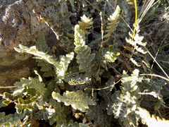 Anemia tomentosa