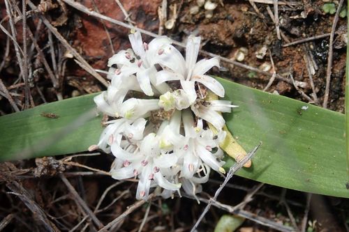 Image of Lachenalia ensifolia by no rights reserved